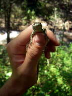 Image de Sceloporus aureolus Smith 1942