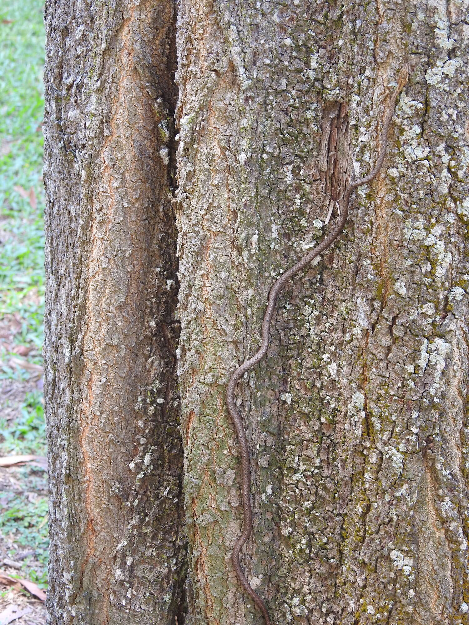 Image of Brown Whip Snake