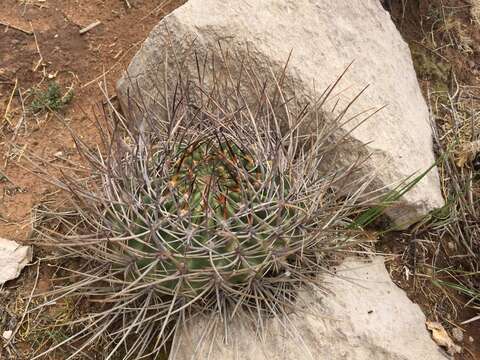 Image of Echinopsis ferox (Britton & Rose) Backeb.