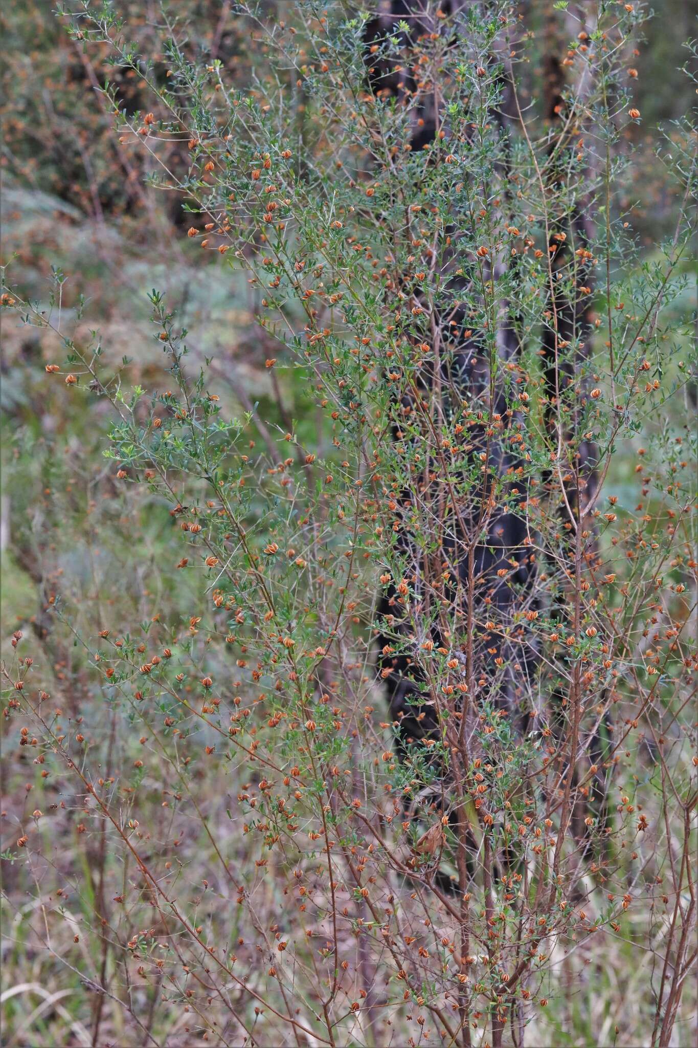 Image of Pultenaea retusa Sm.