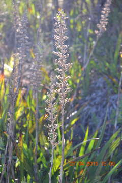 Image of Wachendorfia thyrsiflora Burm.