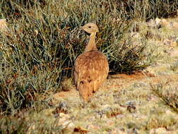 Imagem de Eupodotis vigorsii namaqua (Roberts 1932)