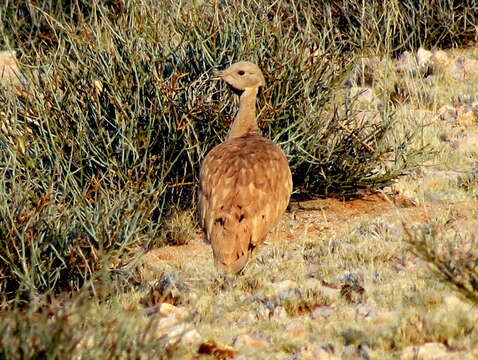 Image of Eupodotis vigorsii namaqua (Roberts 1932)