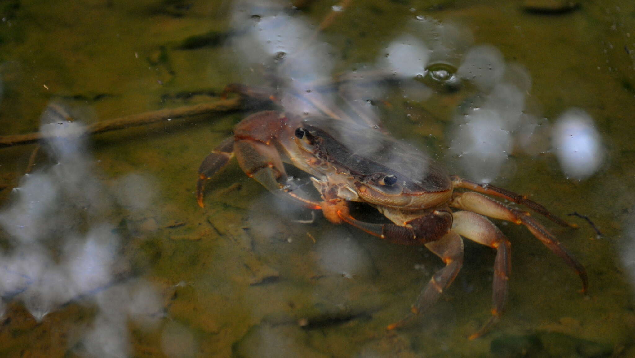 Image of Potamonautes lividus Gouws, Stewart & Reavell 2001