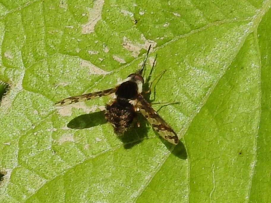 Image of Bombylius pulchellus Loew 1863