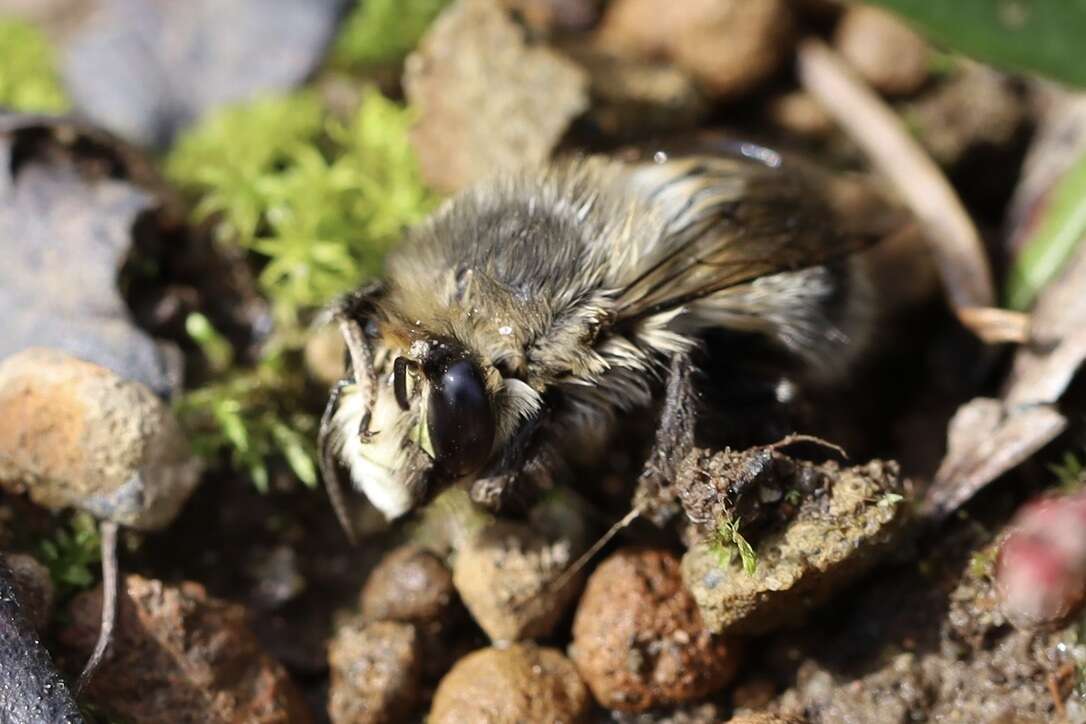 Image of Anthophora pacifica Cresson 1879