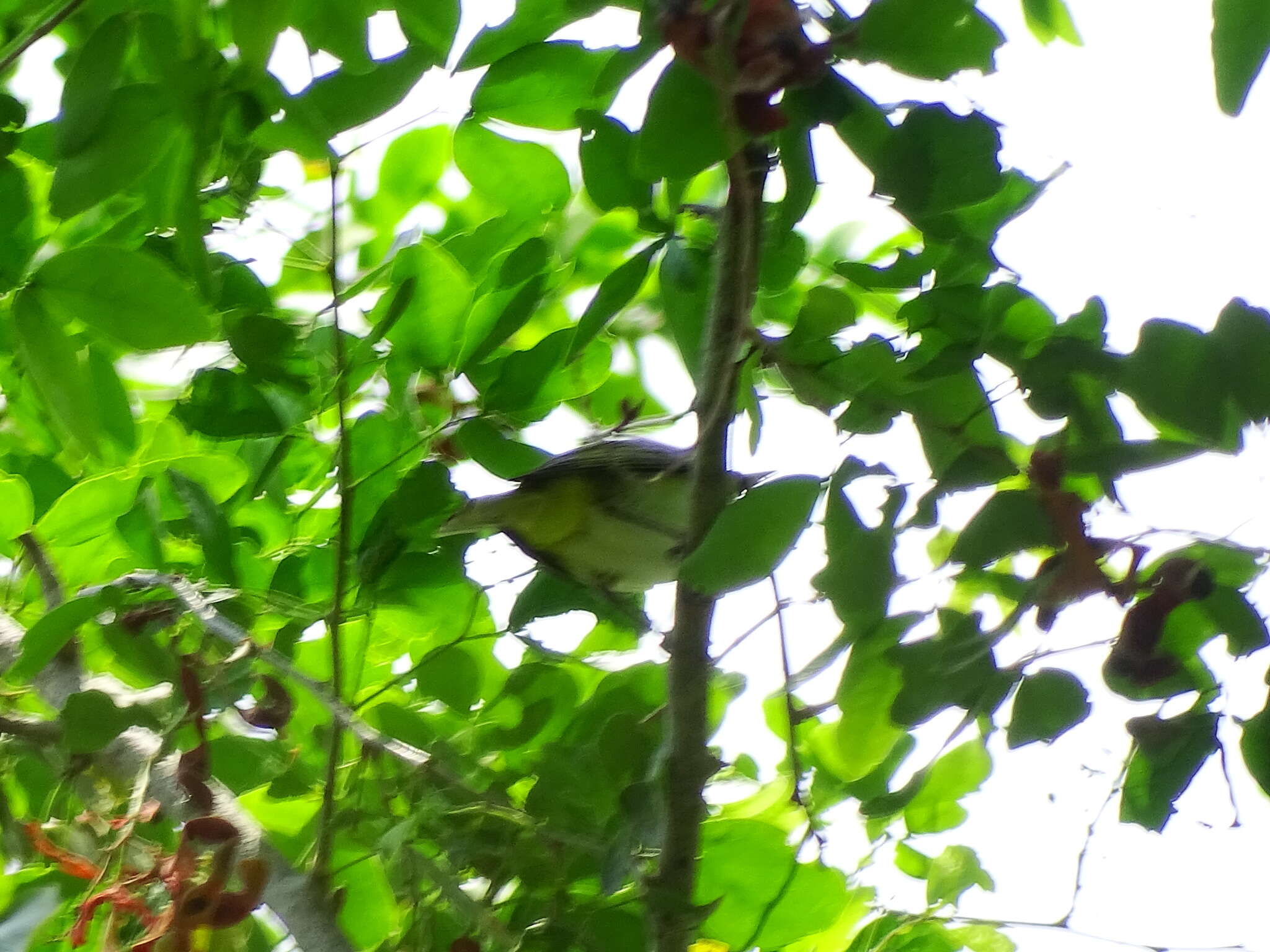 Слика од Vireo flavoviridis (Cassin 1851)