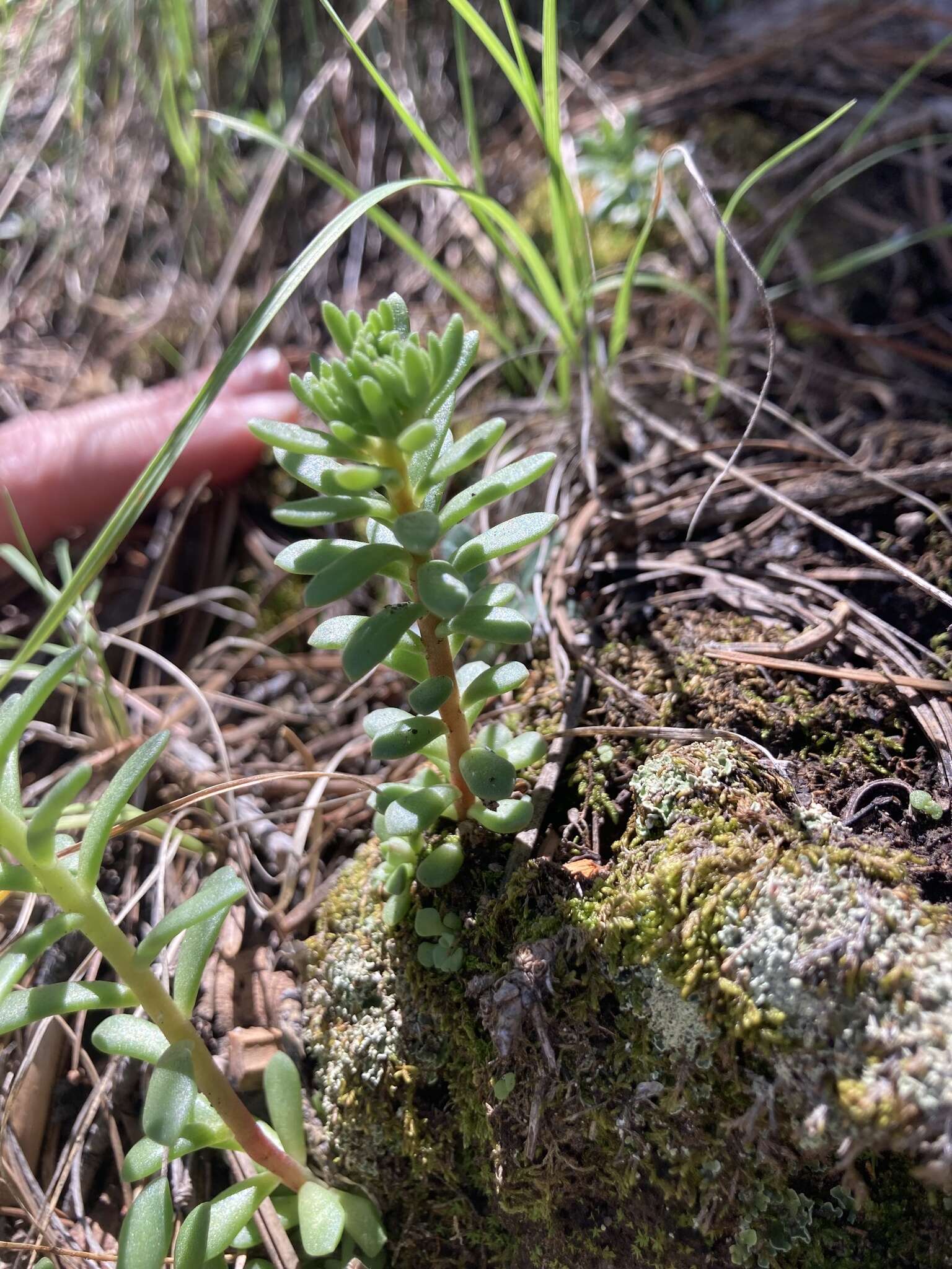 Sedum cockerellii Britton resmi