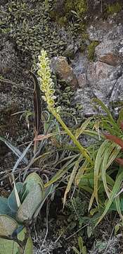 Altensteinia virescens Lindl.的圖片