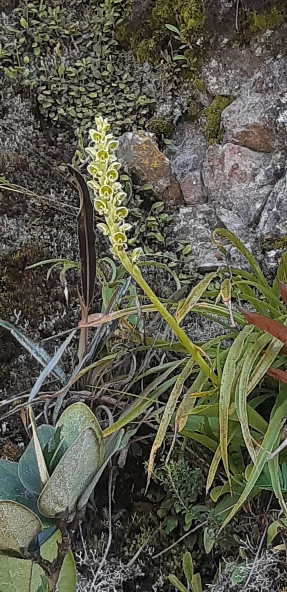 Sivun Altensteinia virescens Lindl. kuva