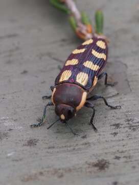 Image of Castiarina decemmaculata (Kirby 1818)