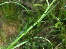 Image of Scorzonera villosa subsp. villosa