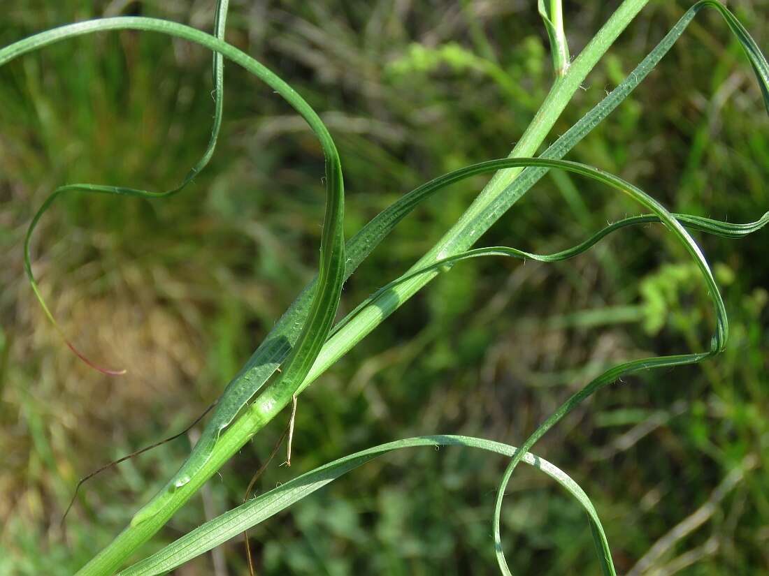 صورة Scorzonera villosa subsp. villosa