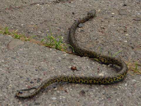 Protobothrops jerdonii (Günther 1875) resmi