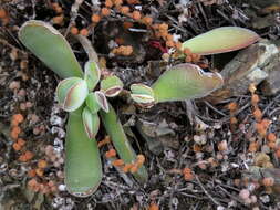 Image of Crassula cotyledonis Thunb.