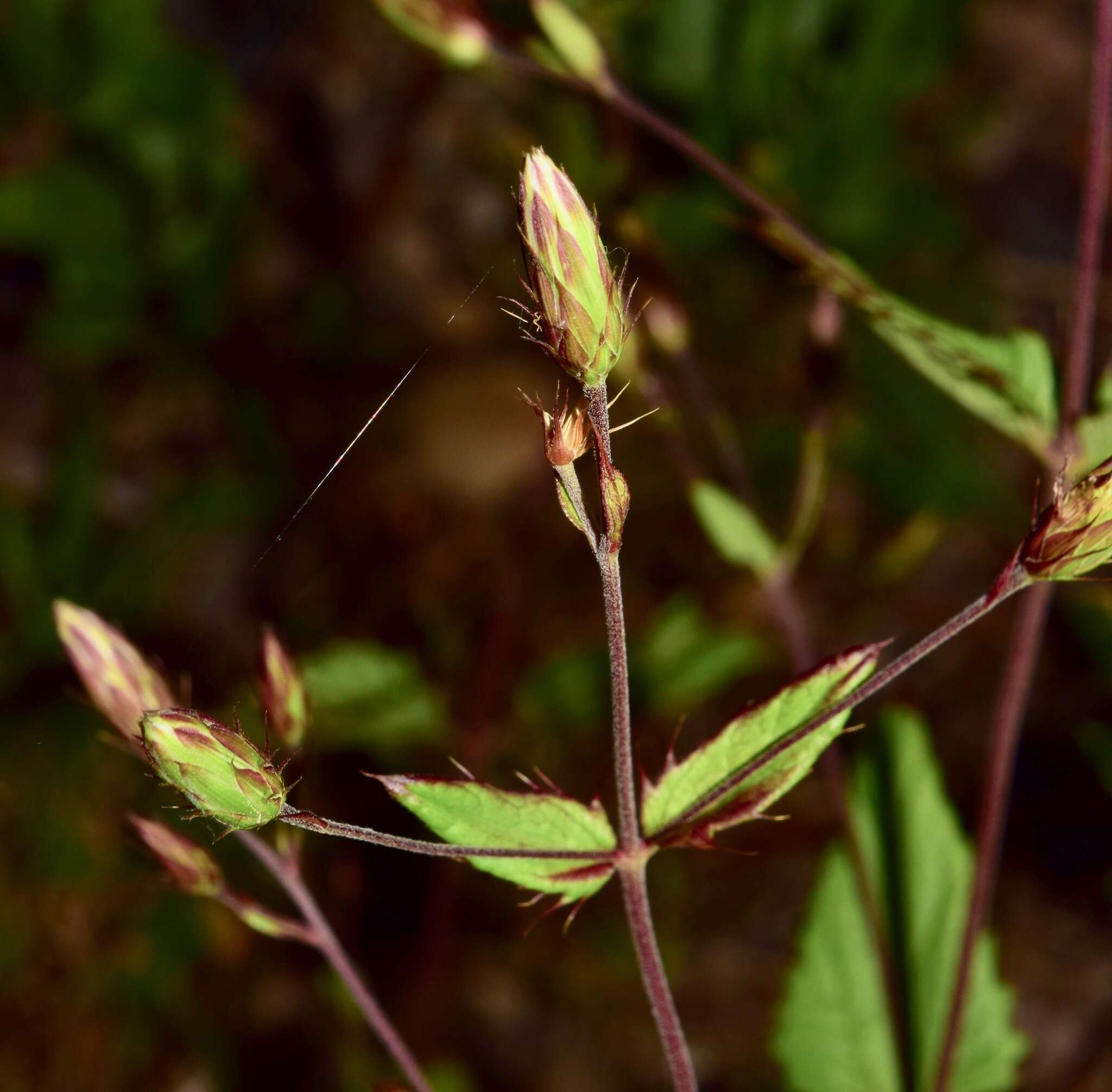 Image of Brickellia subuligera (Schau.) B. L. Turner