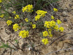 Sivun Alyssum tortuosum Waldst. & Kit. ex Willd. kuva