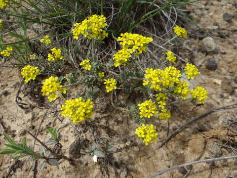 Image of Alyssum tortuosum Waldst. & Kit. ex Willd.