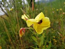 Image of redsepal evening primrose