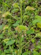 Image of shade phacelia