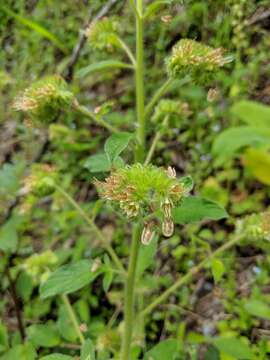 Image of shade phacelia