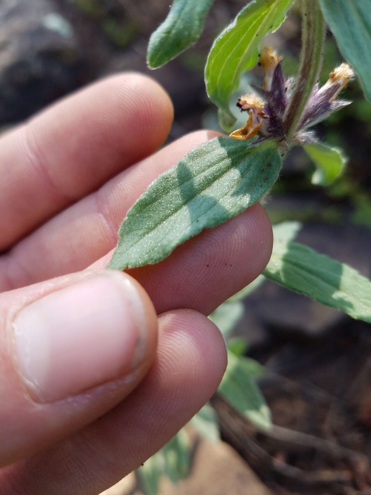 Imagem de Stachys rothrockii A. Gray