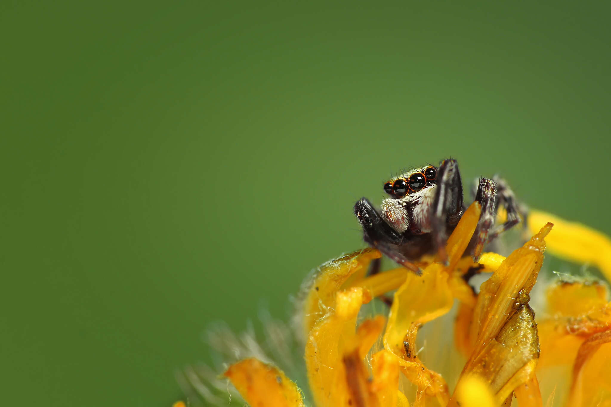 Image of Jumping spider