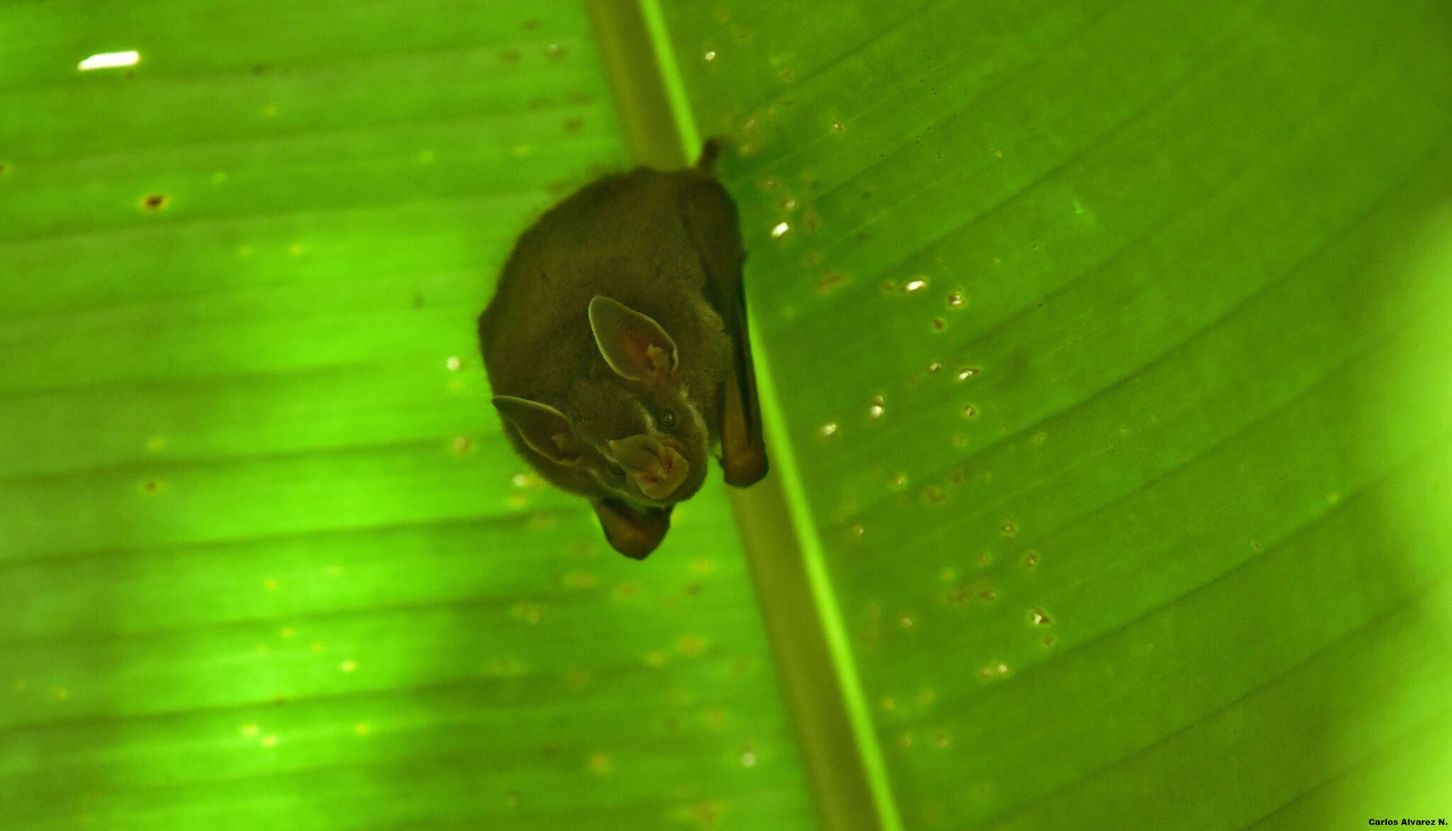 Image of pygmy fruit-eating bat