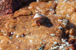 Image of Cape keyhole limpet