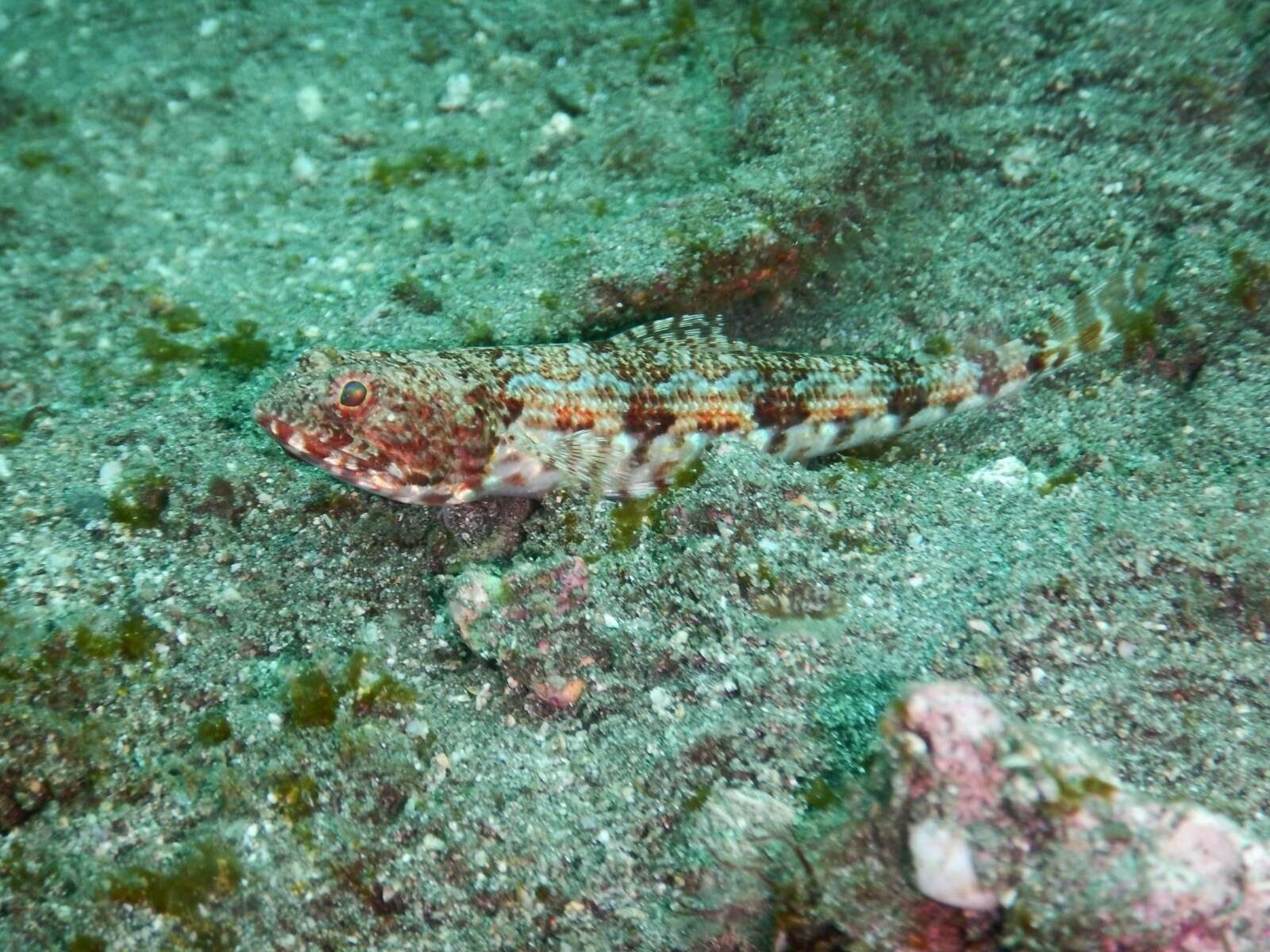 Image of Sauro lizardfish