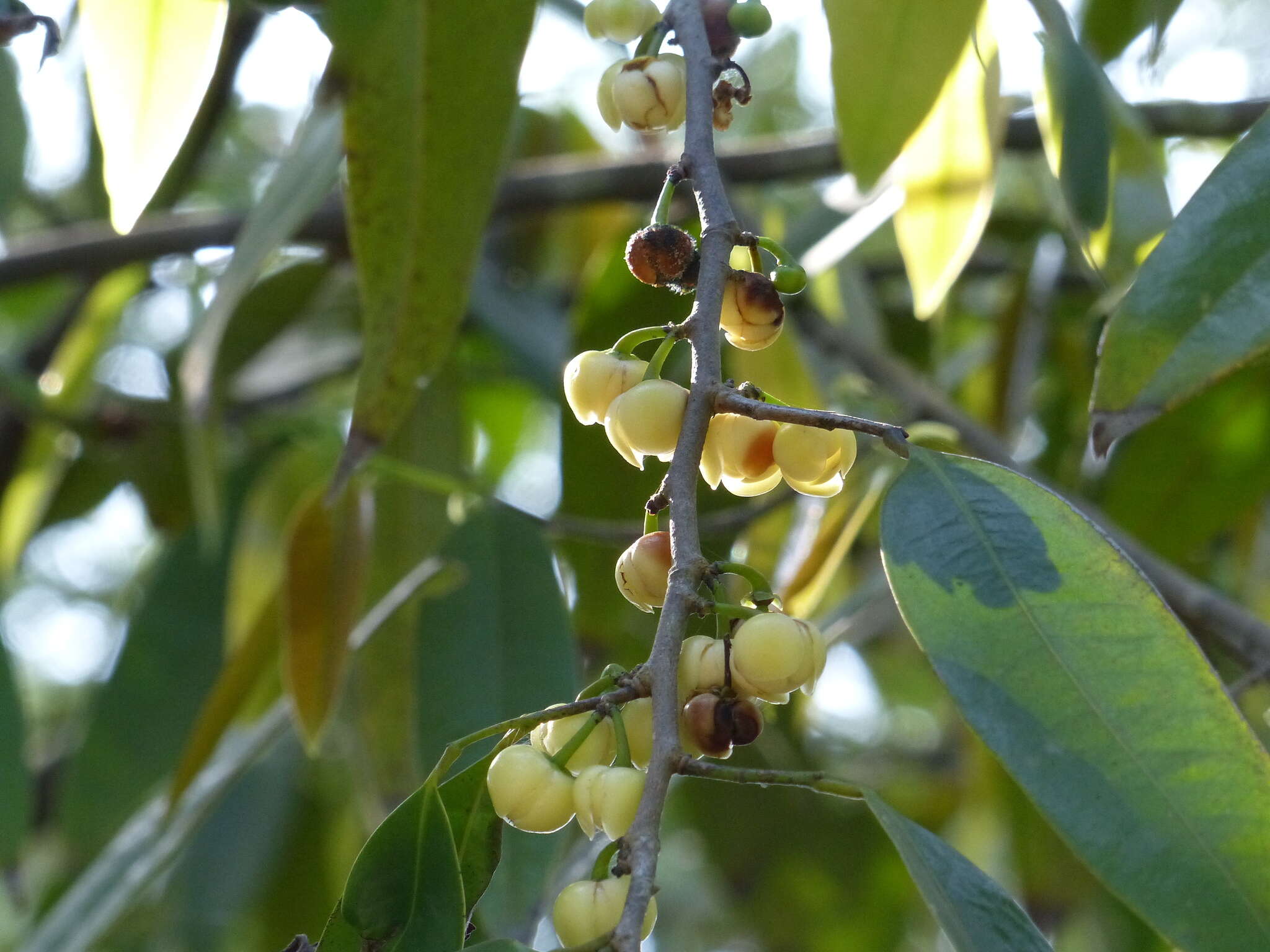 Plancia ëd Sageraea laurina Dalzell