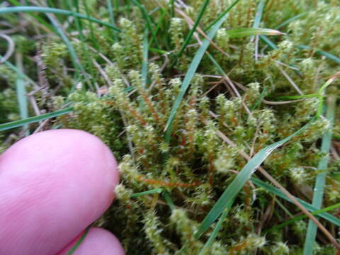 Image of square goose neck moss