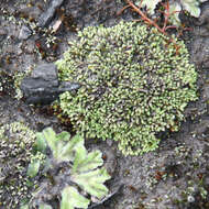 Image of Riccia multifida (Steph.) Steph.