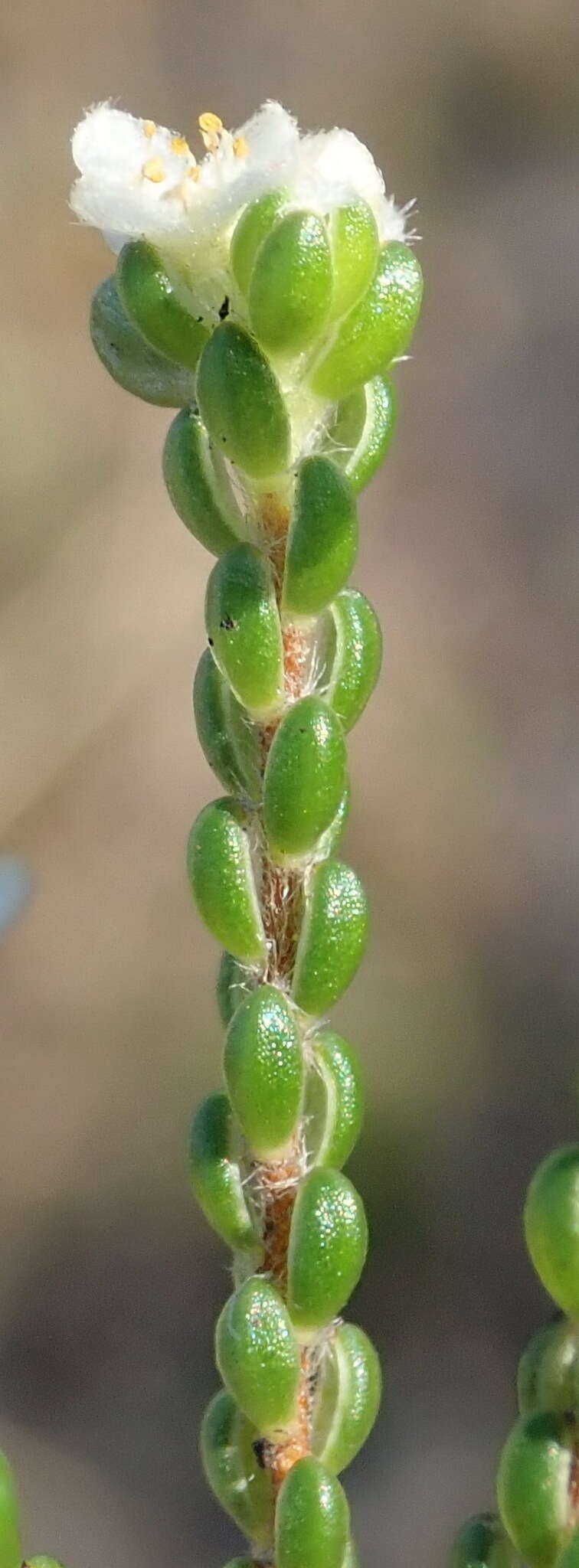 Image of Lachnaea ericoides Meissn.