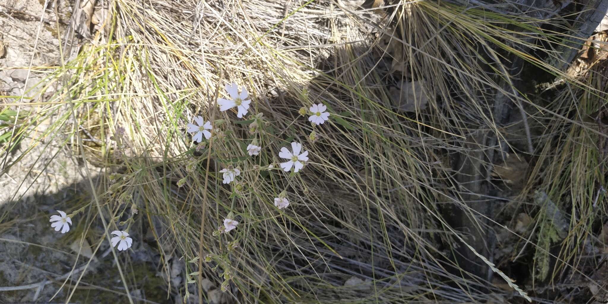 Image of Silene linnaeana V. N. Voroschilov