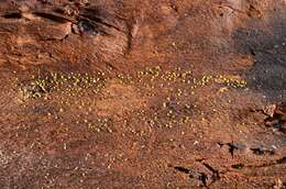 Image de Hamatocanthoscypha uncipila (Le Gal) Huhtinen 1990