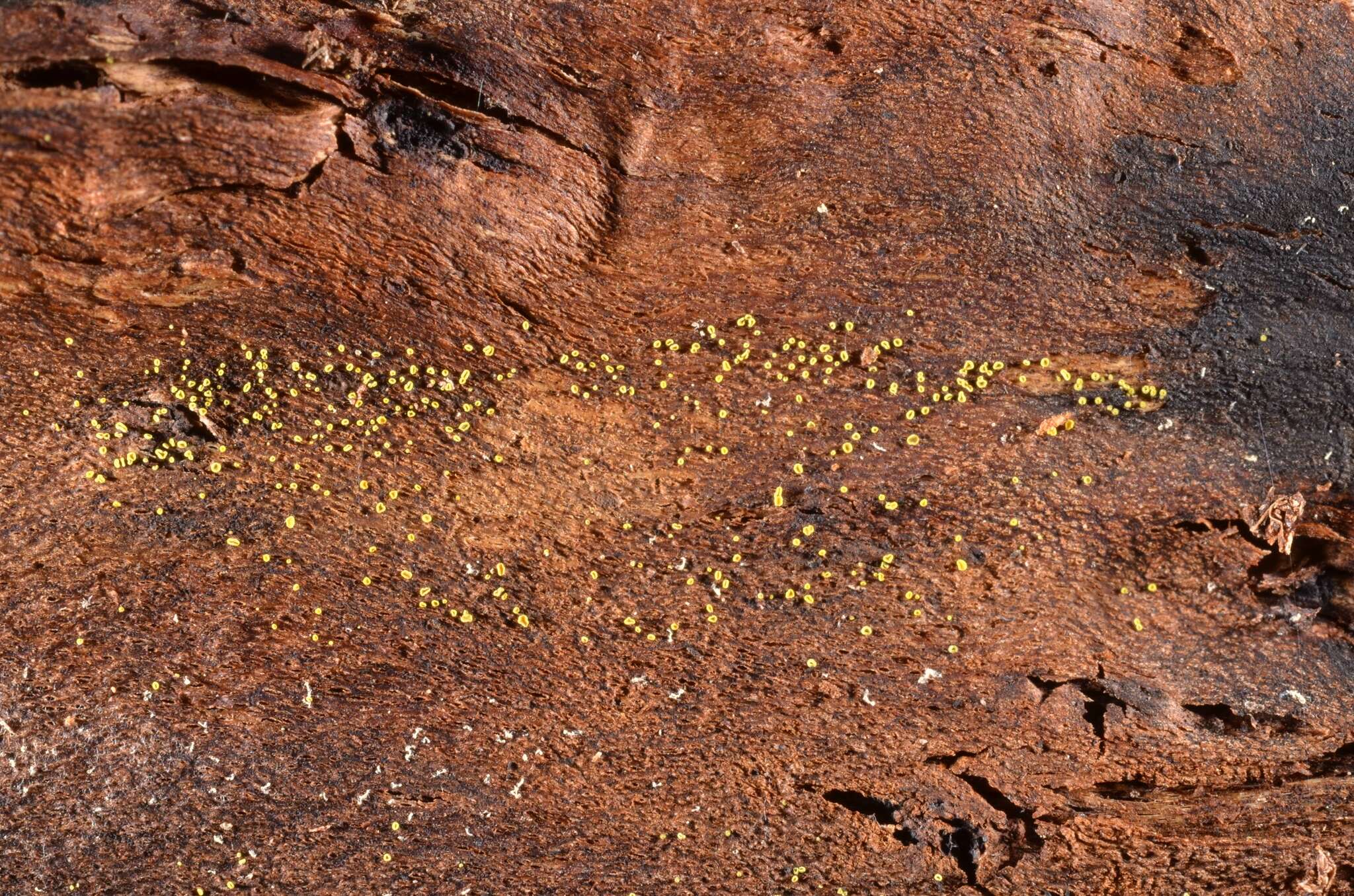 Image de Hamatocanthoscypha uncipila (Le Gal) Huhtinen 1990