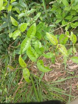 Image of Zanthoxylum nitidum (Roxb.) DC.