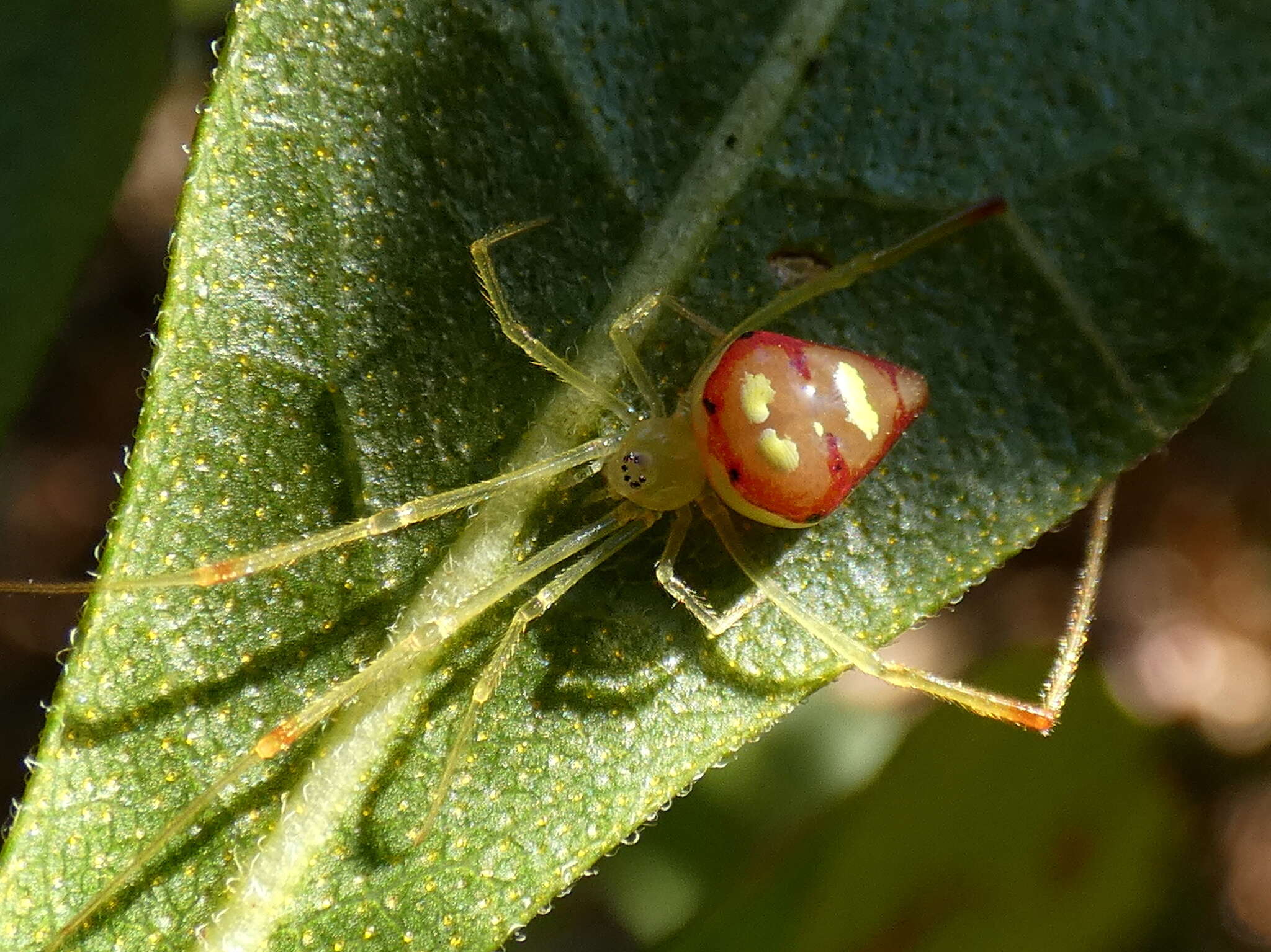 Image of Spintharus flavidus Hentz 1850