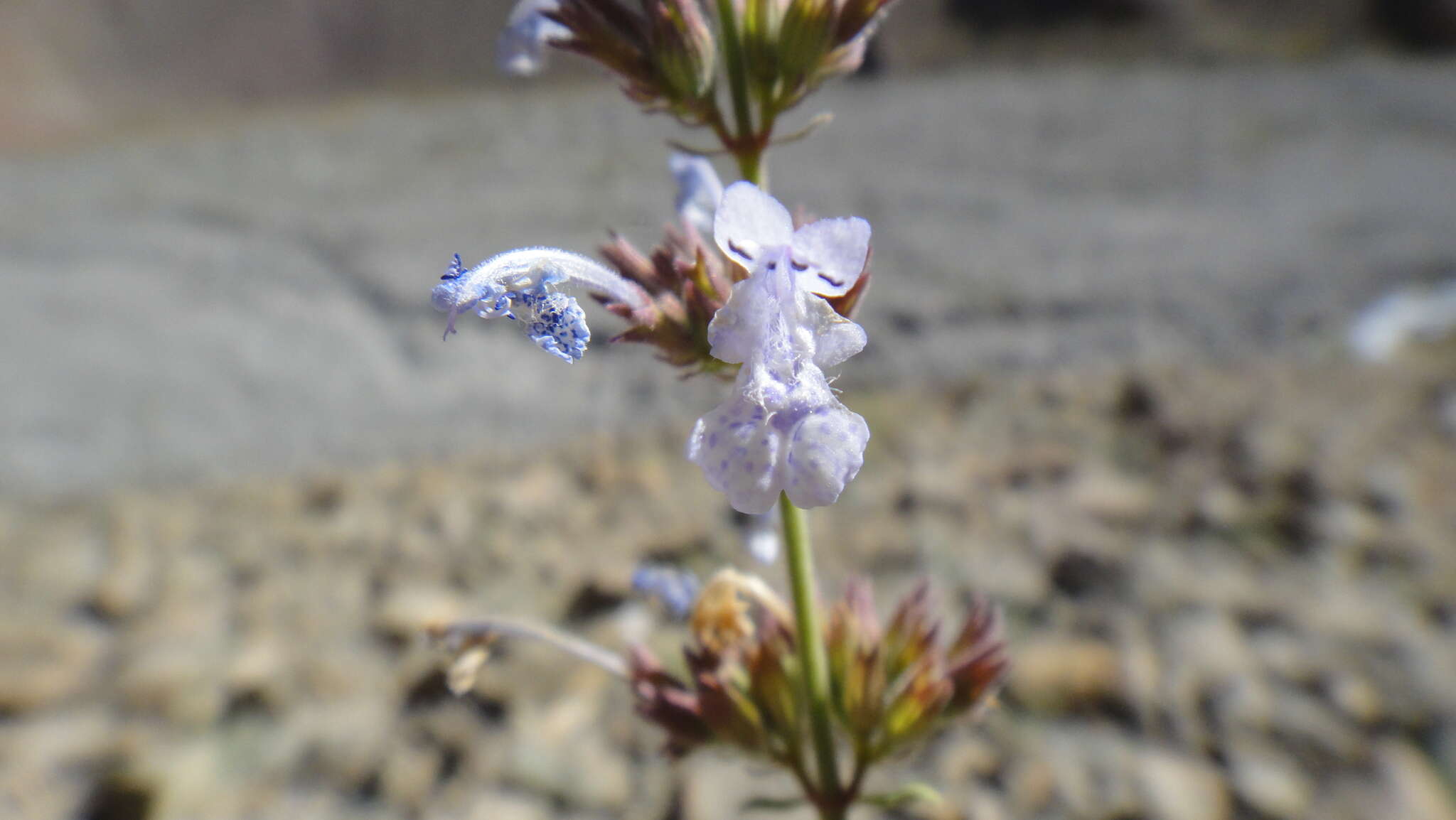 صورة Nepeta leucolaena Benth. ex Hook. fil.