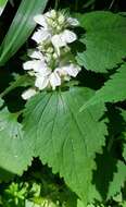 Image of Lamium album subsp. barbatum (Siebold & Zucc.) Mennema