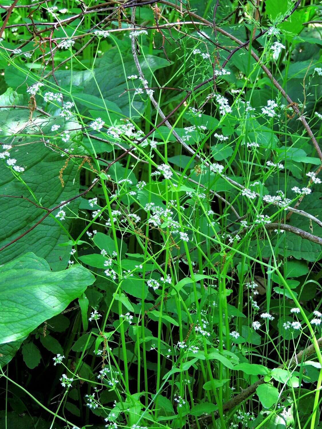 Image of navel cornsalad