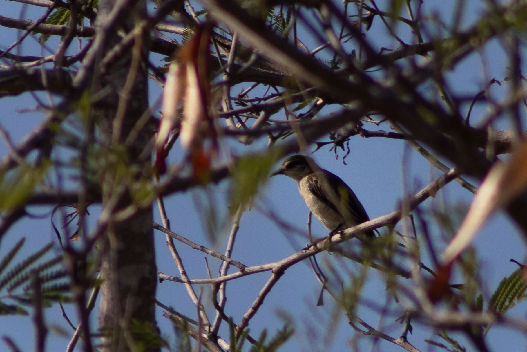 Image of White-shouldered Triller