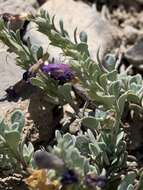 Image of Thompson's beardtongue