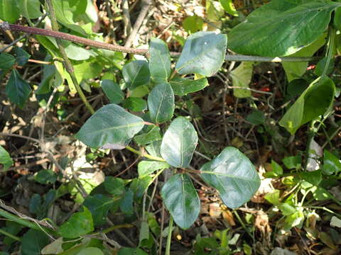 Plancia ëd Rhoicissus rhomboidea (E. Mey. ex Harv.) Planch.