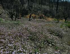 Image of sweetscented phacelia