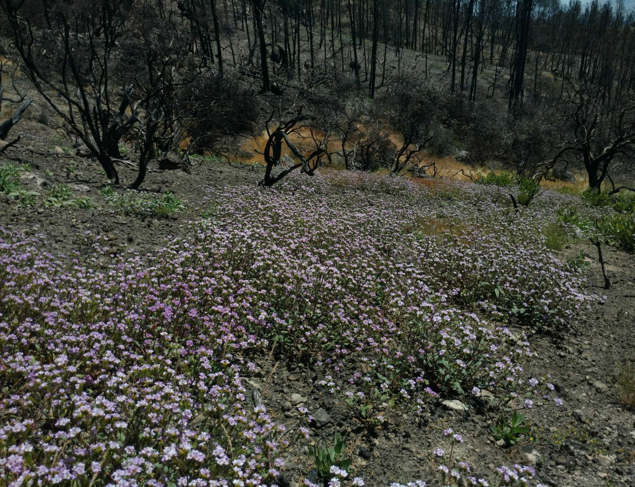 Image of sweetscented phacelia