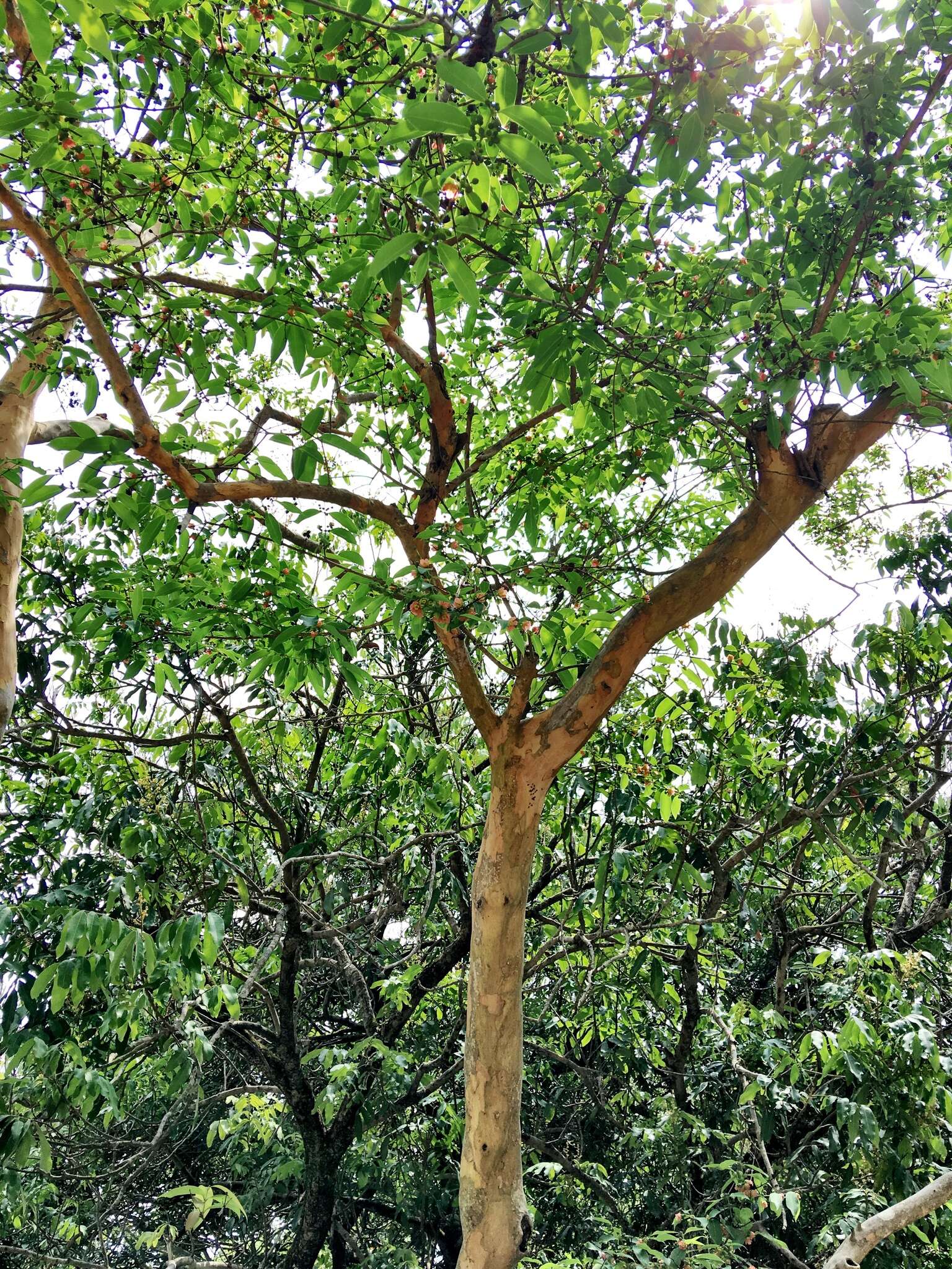 Image de Cratoxylum cochinchinense (Lour.) Bl.