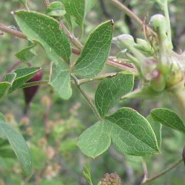 صورة Clematis pitcheri var. dictyota (Greene) Dennis