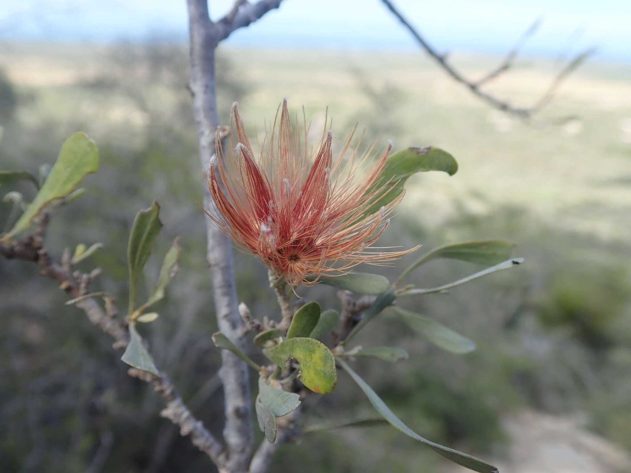 Image of Cloiselia madagascariensis S. Ortiz